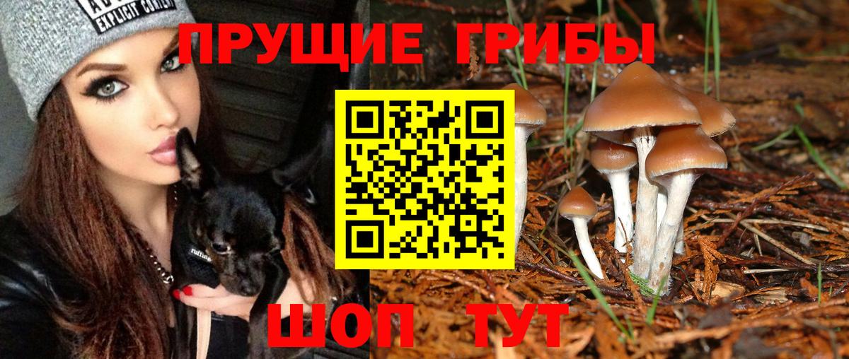 Галлюциногенные грибы Cubensis Тихорецк